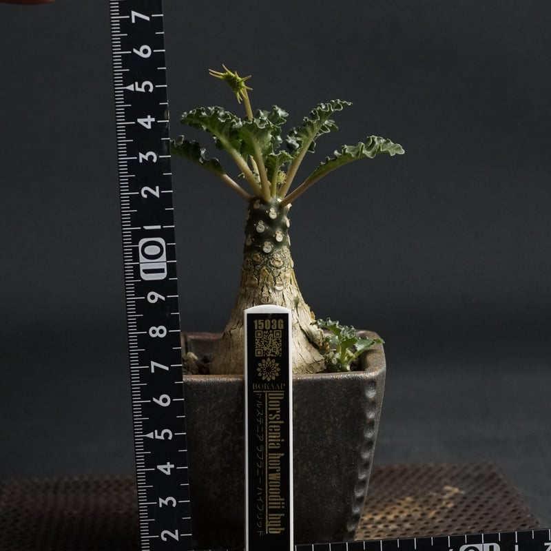 Dorstenia lavrani hyb