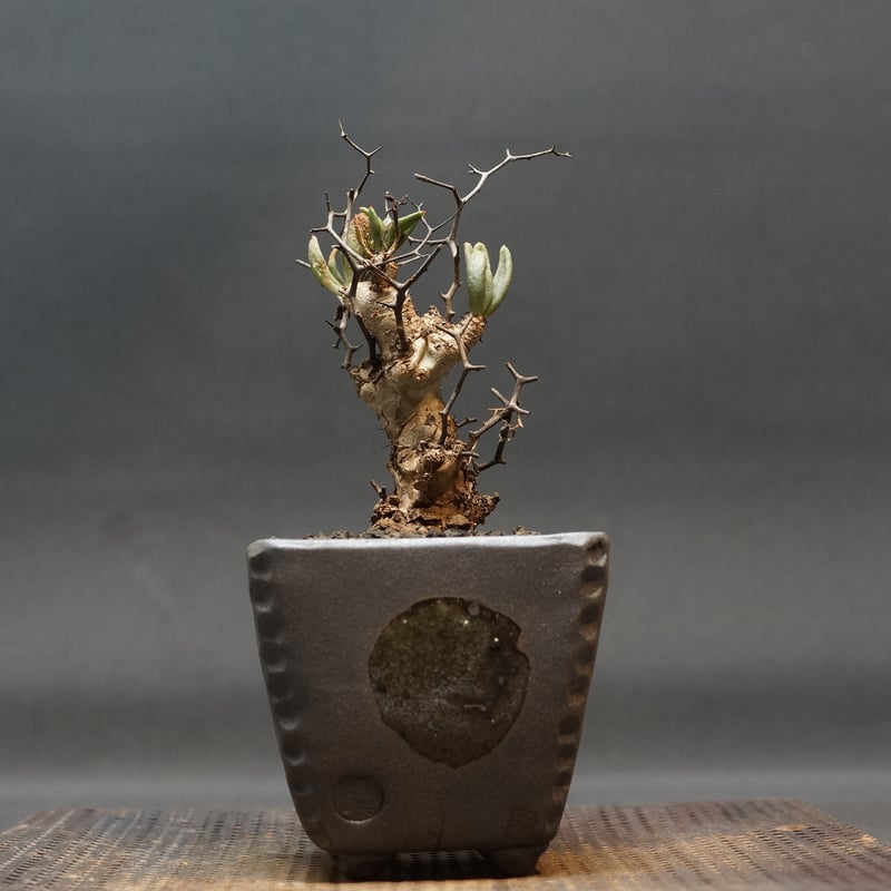 Tylecodon reticulatus