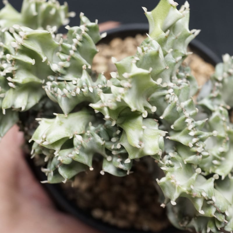 Euphorbia lactea