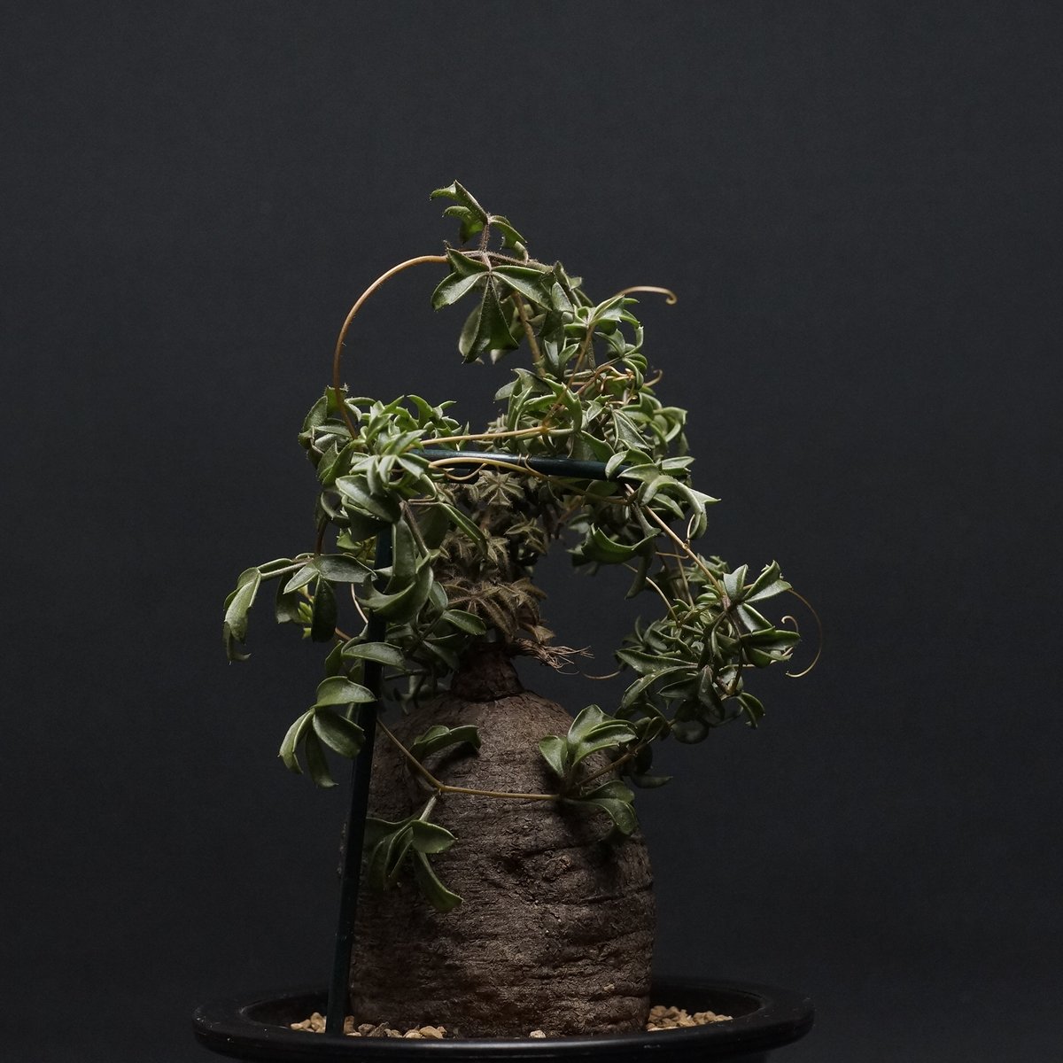 cyphostemma montagnacii