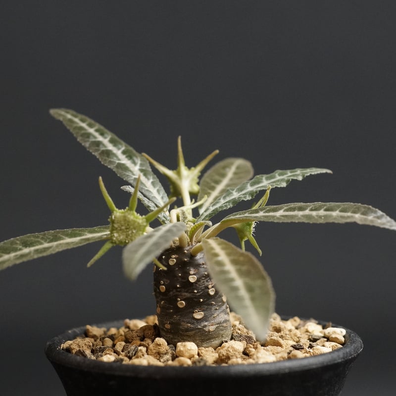 Dorstenia lancifolia