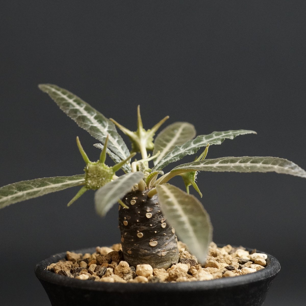 ドルステニア　ランキフォリア　斑入り Dorstenia lancifolia
