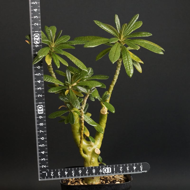 実生 ドルステニア ギガス (Dorstenia gigs) ドルステニア ギガス Dorstenia gigas 沖縄実生 | mana's farm:塊