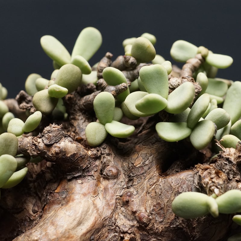 Ceraria pygmaea
