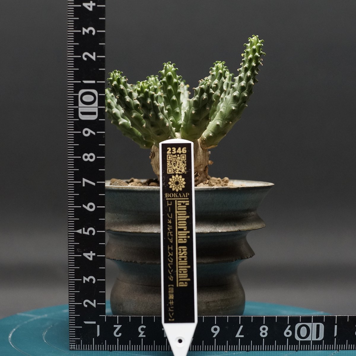 ユーフォルビア　エスクレンタ　現地球 Euphorbia esculenta