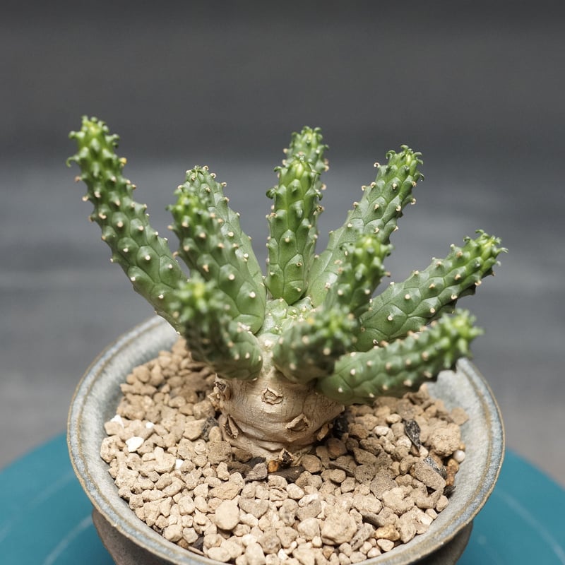 ユーフォルビア　エスクレンタ　現地球 ユーフォルビア エスクレンタ／Euphorbia esculenta no.12226