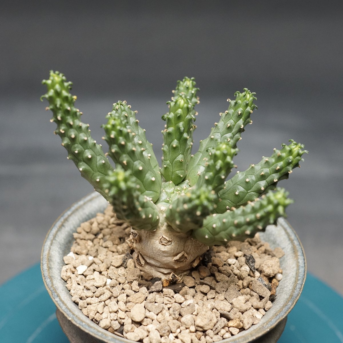 ユーフォルビア　エスクレンタ　現地球 Euphorbia esculenta