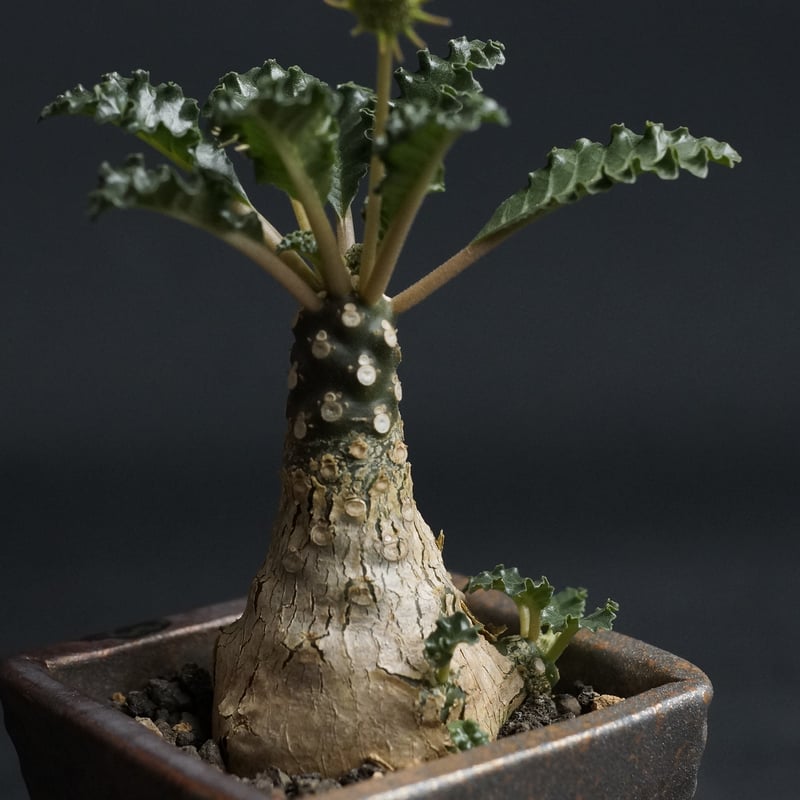 Dorstenia lavrani hyb