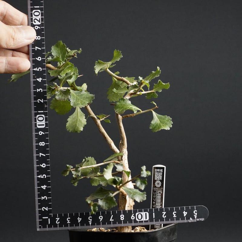 Commiphora wightii