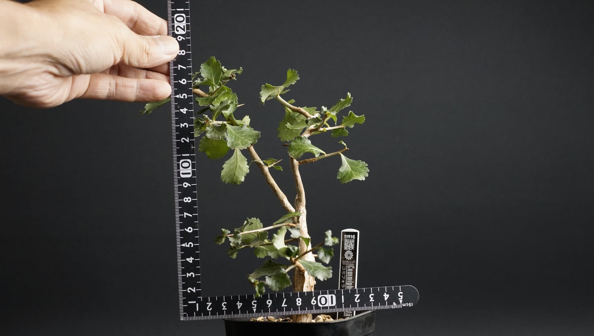 \"Commiphora wightii\" コミフォラ ワイティ 実生　良型 fit=scale-down,w=1200