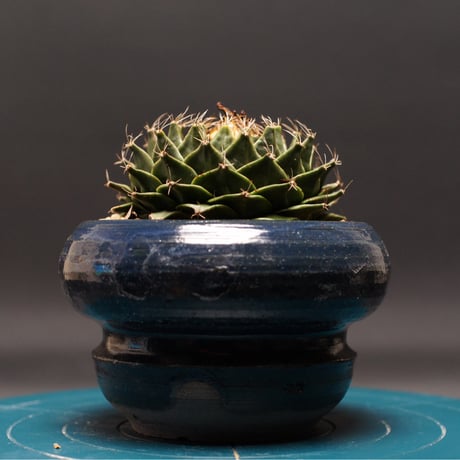 テロカクタス FNや産地つき いろいろフルセット テロカクタス FNや産地