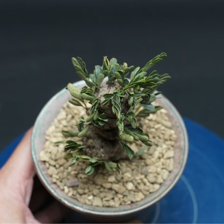 センナ メリディオナリス "Senna meridionalis" 管理2678