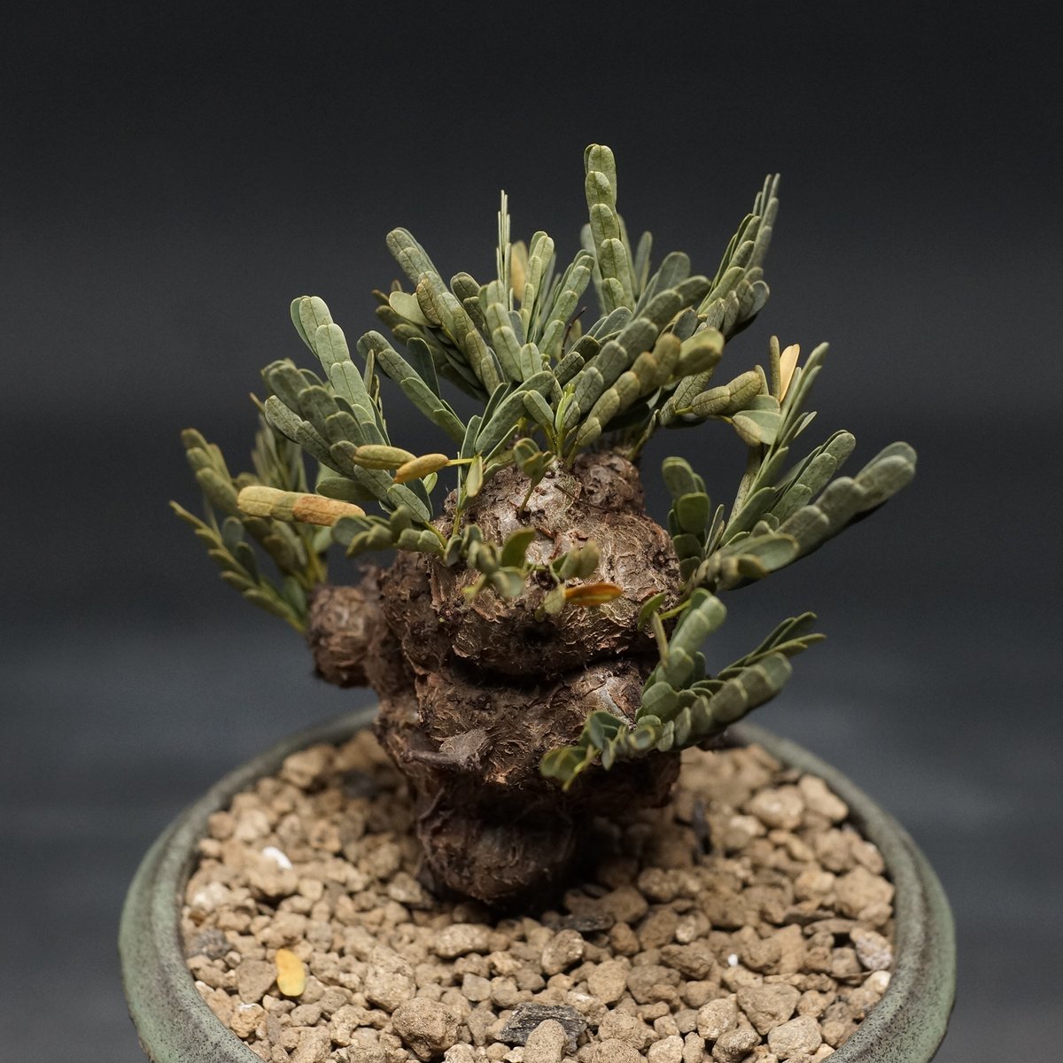 センナ メリディオナリス 6 センナ：メリディオナリス 3.5号25-03* の通販 | 園芸ネット