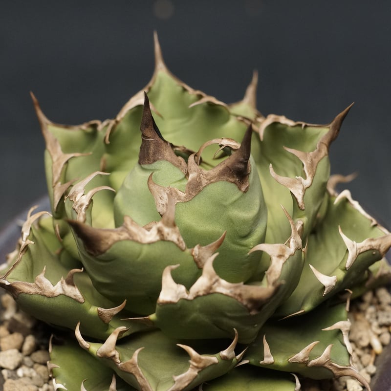Agave titanota
