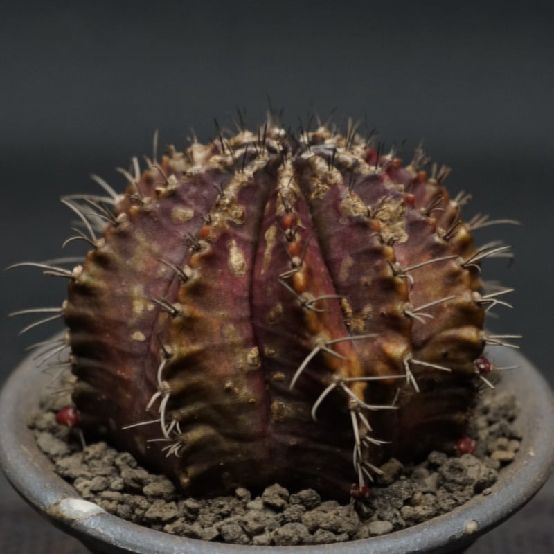 Gymnocalycium hybopleurum v. ferocior【ギムノカリキウム・フェロ