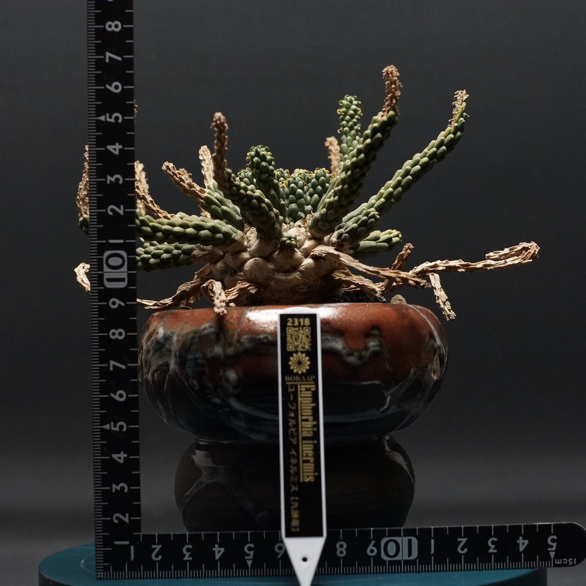 Euphorbia inermis