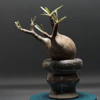キフォステンマ　モンタグナッキー　現地球　発根済み　2年管理　パキポディウム キフォステンマ モンタグナッキー 現地球 発根済み 2年管理