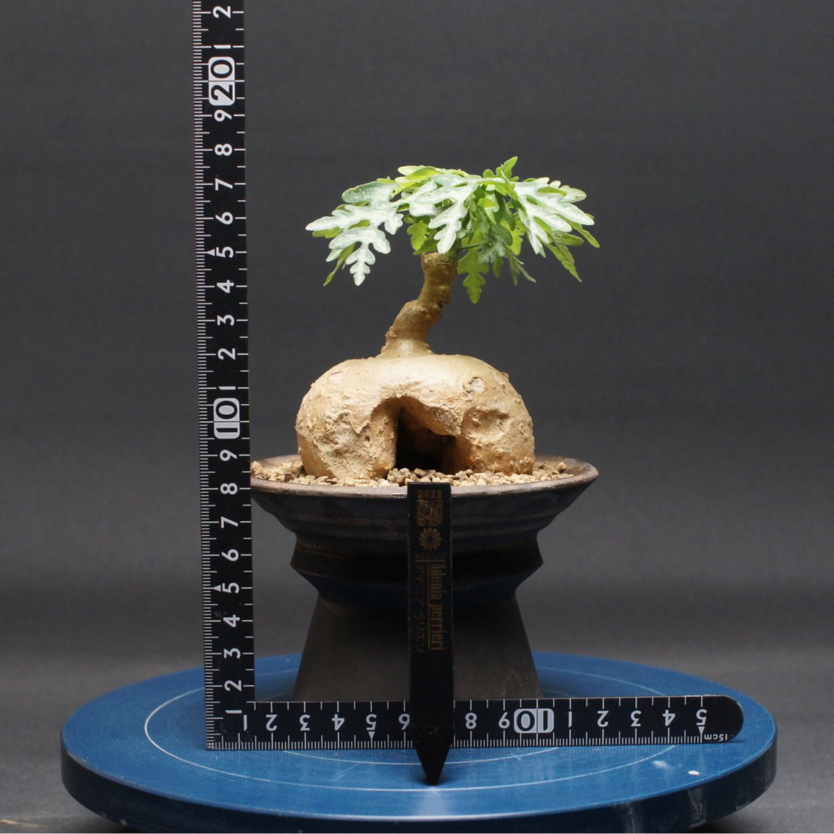 fit=scale-down,w=1200
