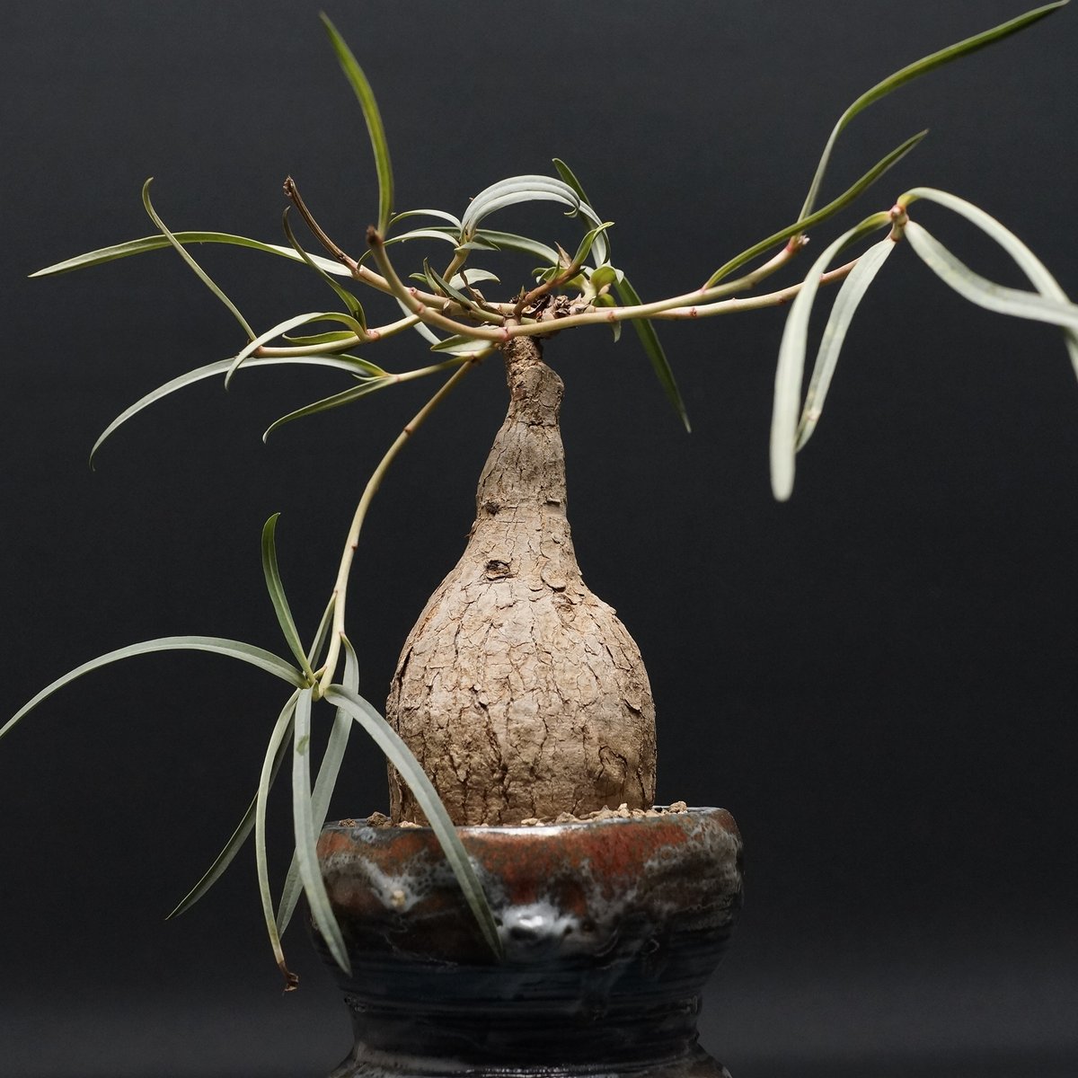 Euphorbia trichadenia