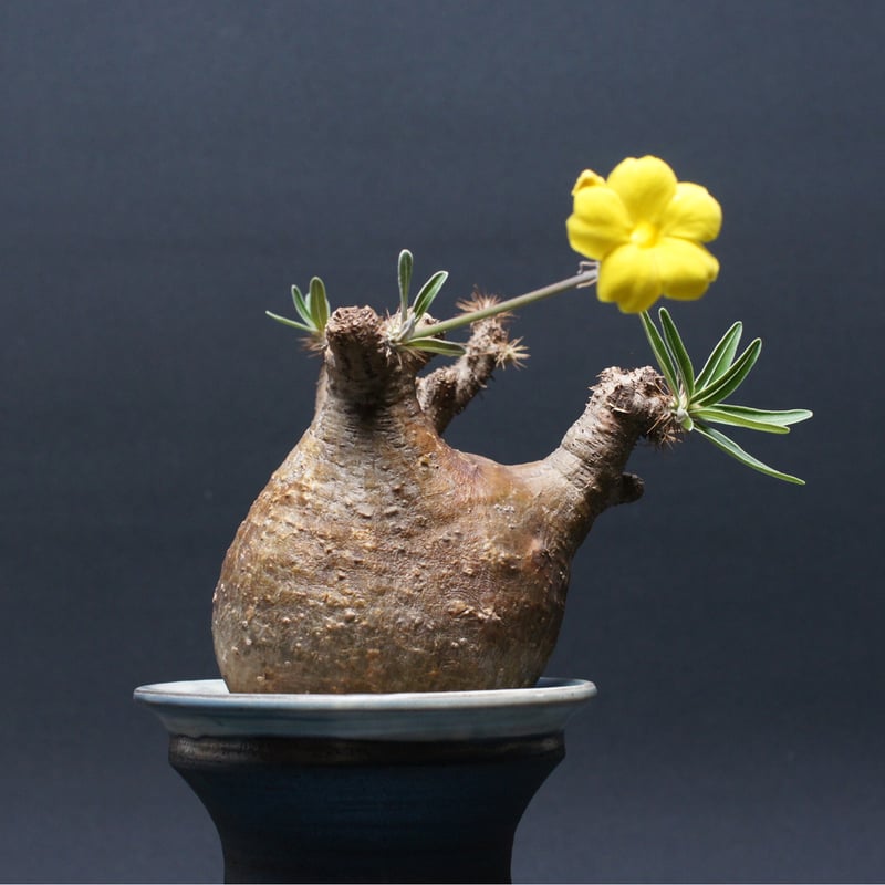 パキポディウム グラキリス 