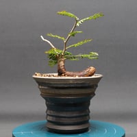 Boswellia nana
