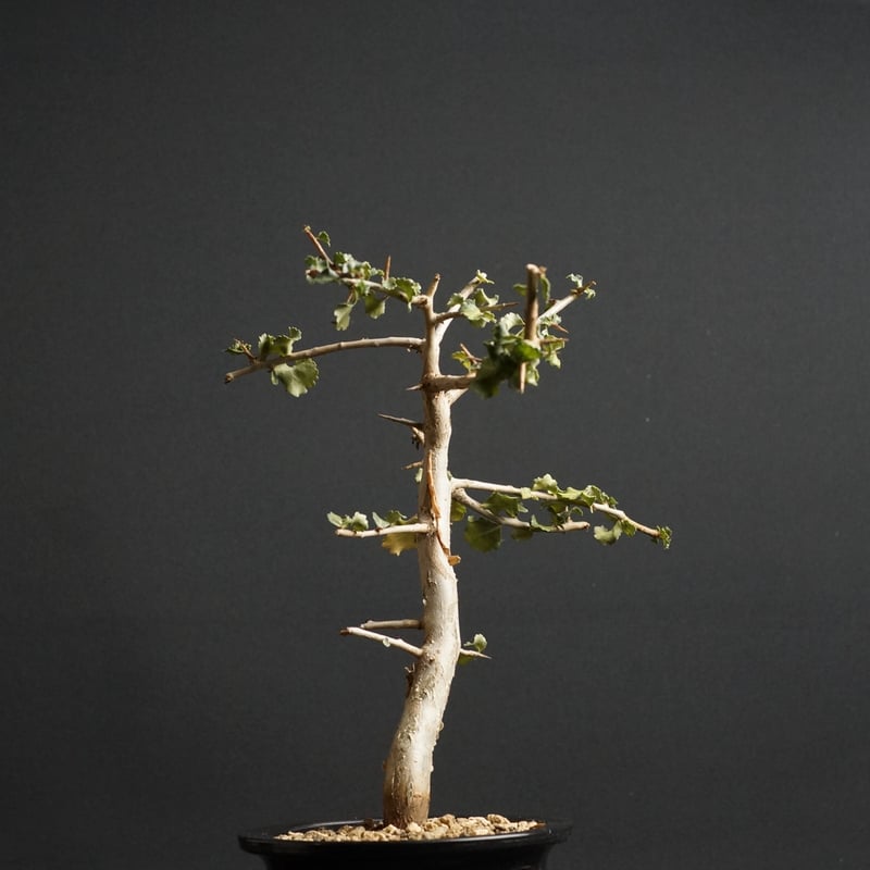 \"Commiphora wightii\" コミフォラ ワイティ 実生　良型 Commiphora wightii