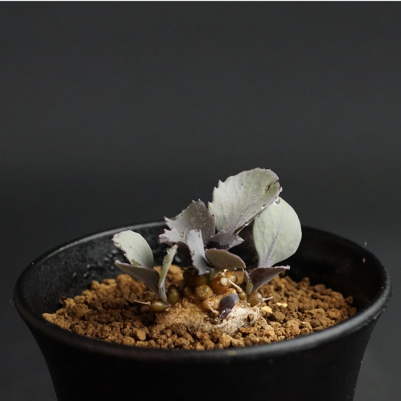 Othonna herrei×armiana