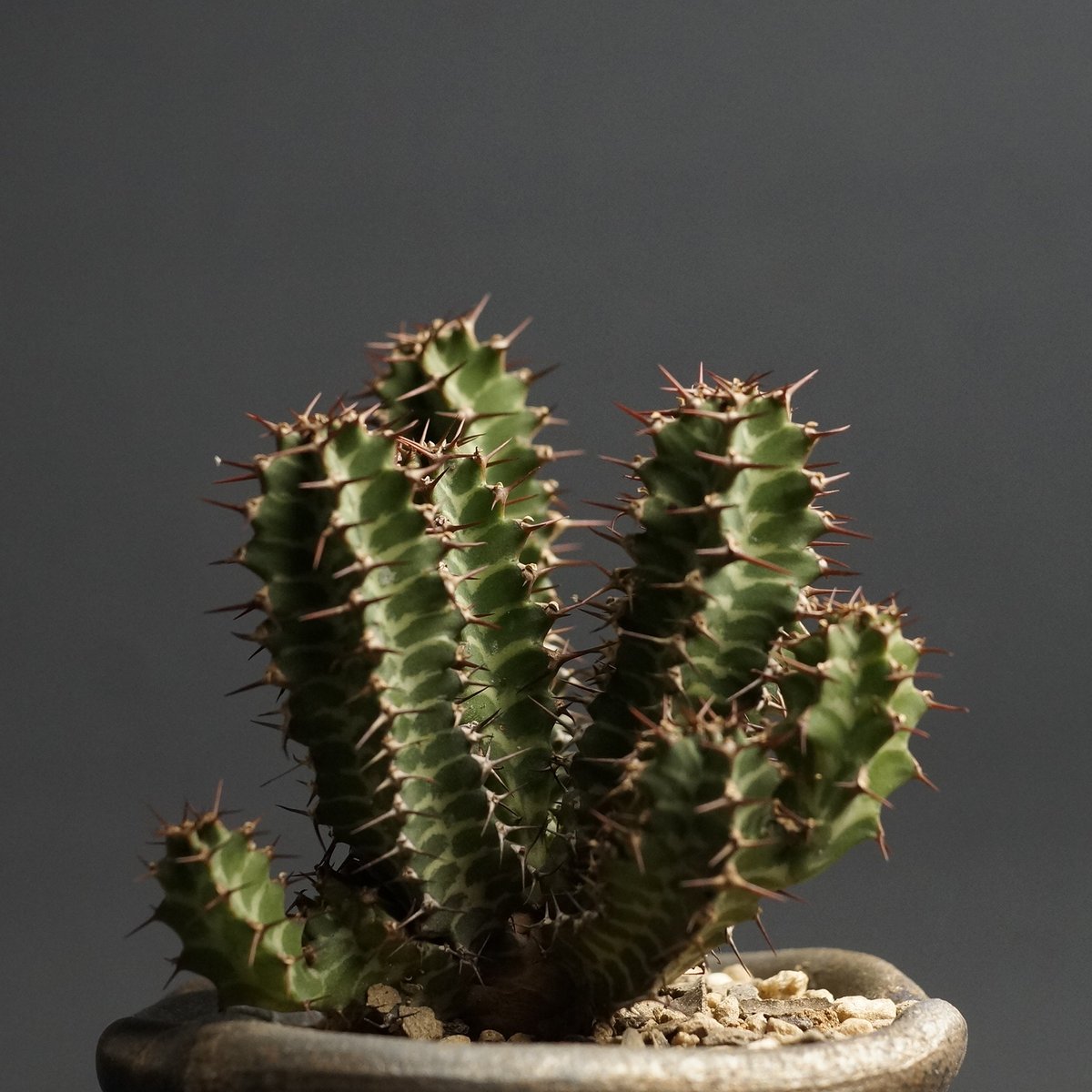 Euphorbia knobelii