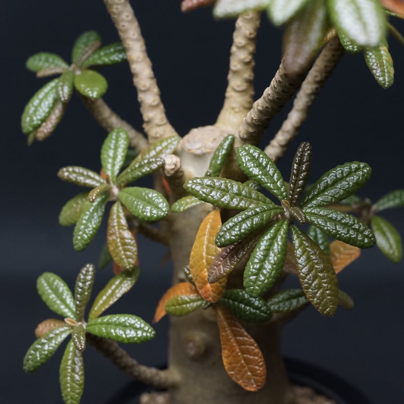 Dorstenia gigas