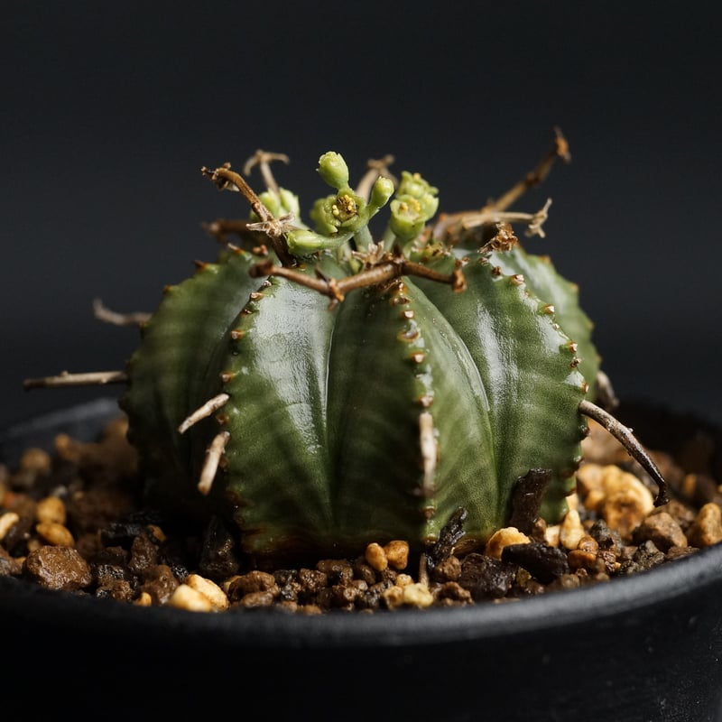 Euphorbia valida