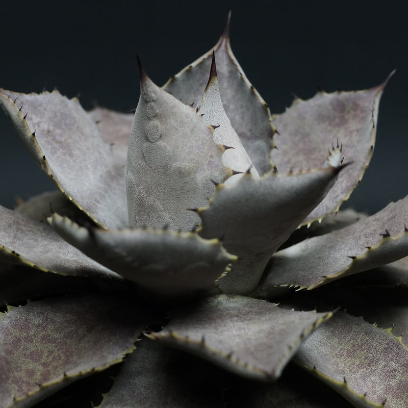 AGAVE 'Ketsuuraijin' AGAVE 'Ketsuuraijin'
