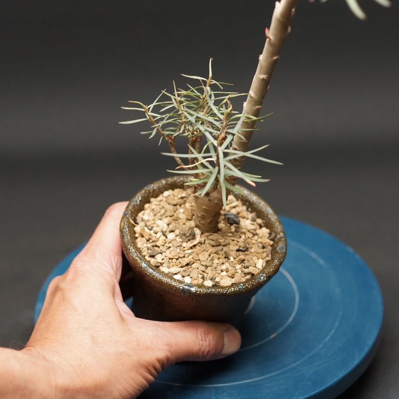 ユーフォルビア・バルサミフェラ　塊根植物 灌木のような樹形を形成 ユーフォルビア・バルサミフェラ実生（国内） 塊根植物・コーデックス