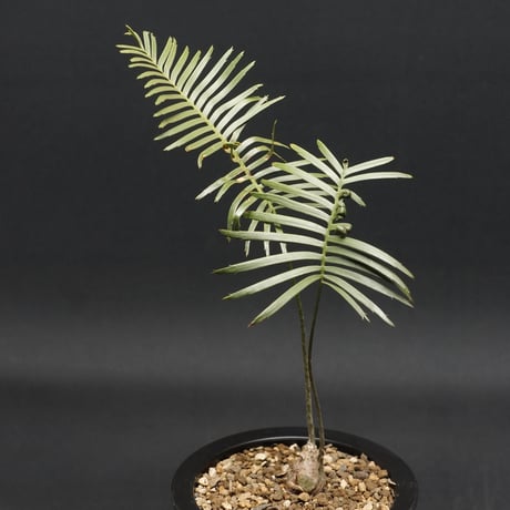 "Dioon edule" ディオーン エデュレ 管理2116
