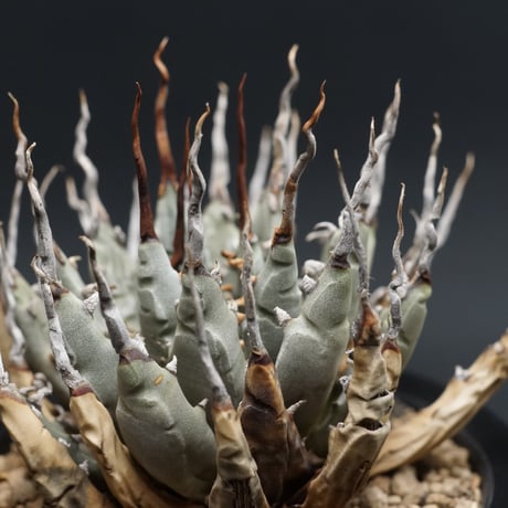 "Agave utahensis var. eborispina" アガベ ユタエンシスエボリスピナ 管理2024