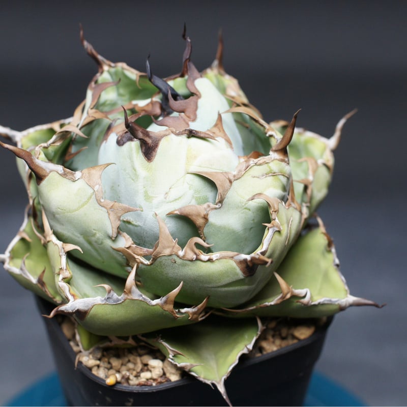 アガベ チタノタ【ブラック＆ブルー】 