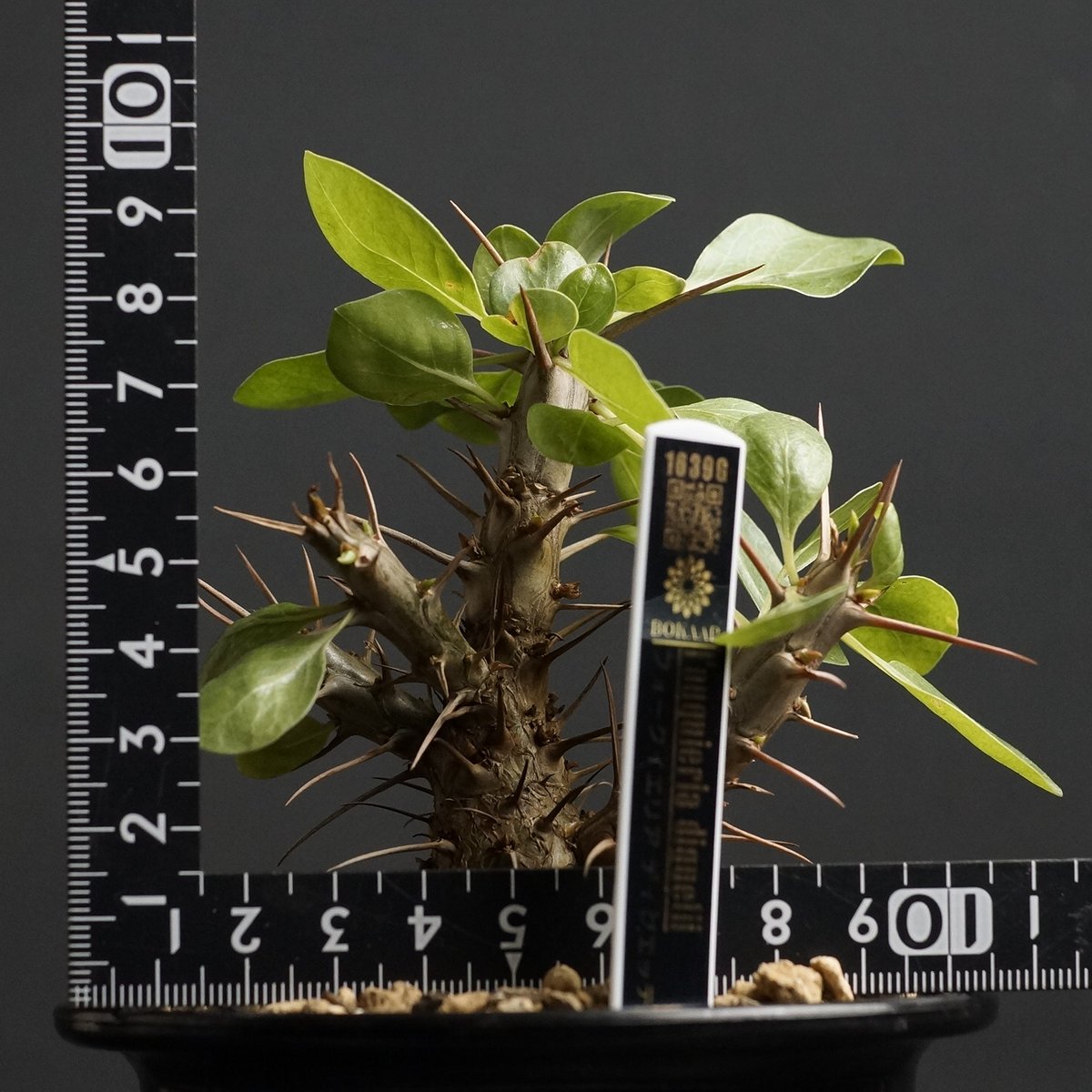 caudex フラワー・ガーデニング フォークイエリア ディグエッティ 抜き苗