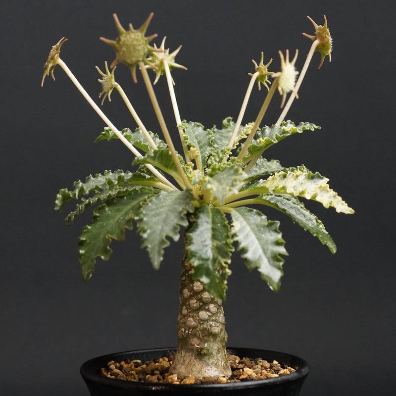 Dorstenia horwoodii