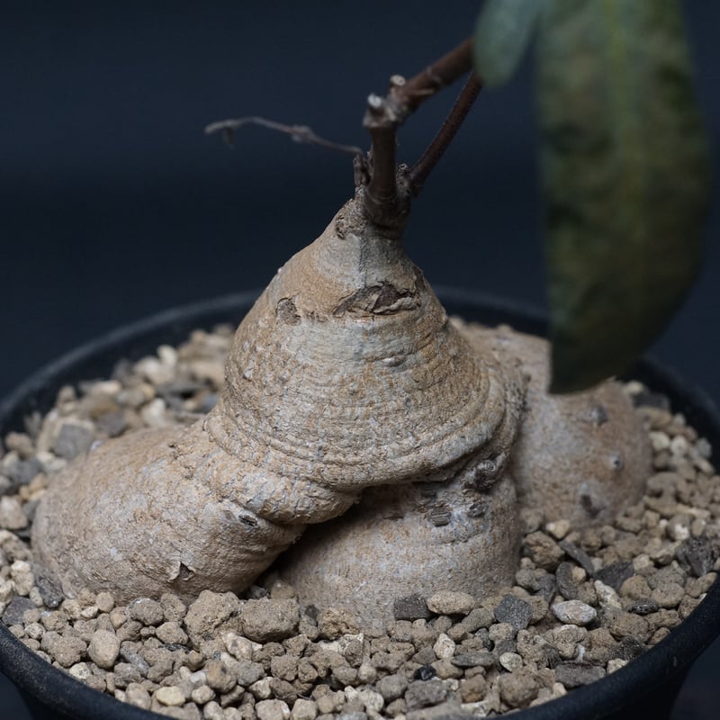 Raphionacme burkei