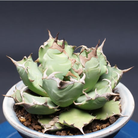 アガベ チタノタ【ドワーフ】 "agave titanota" 管理2657