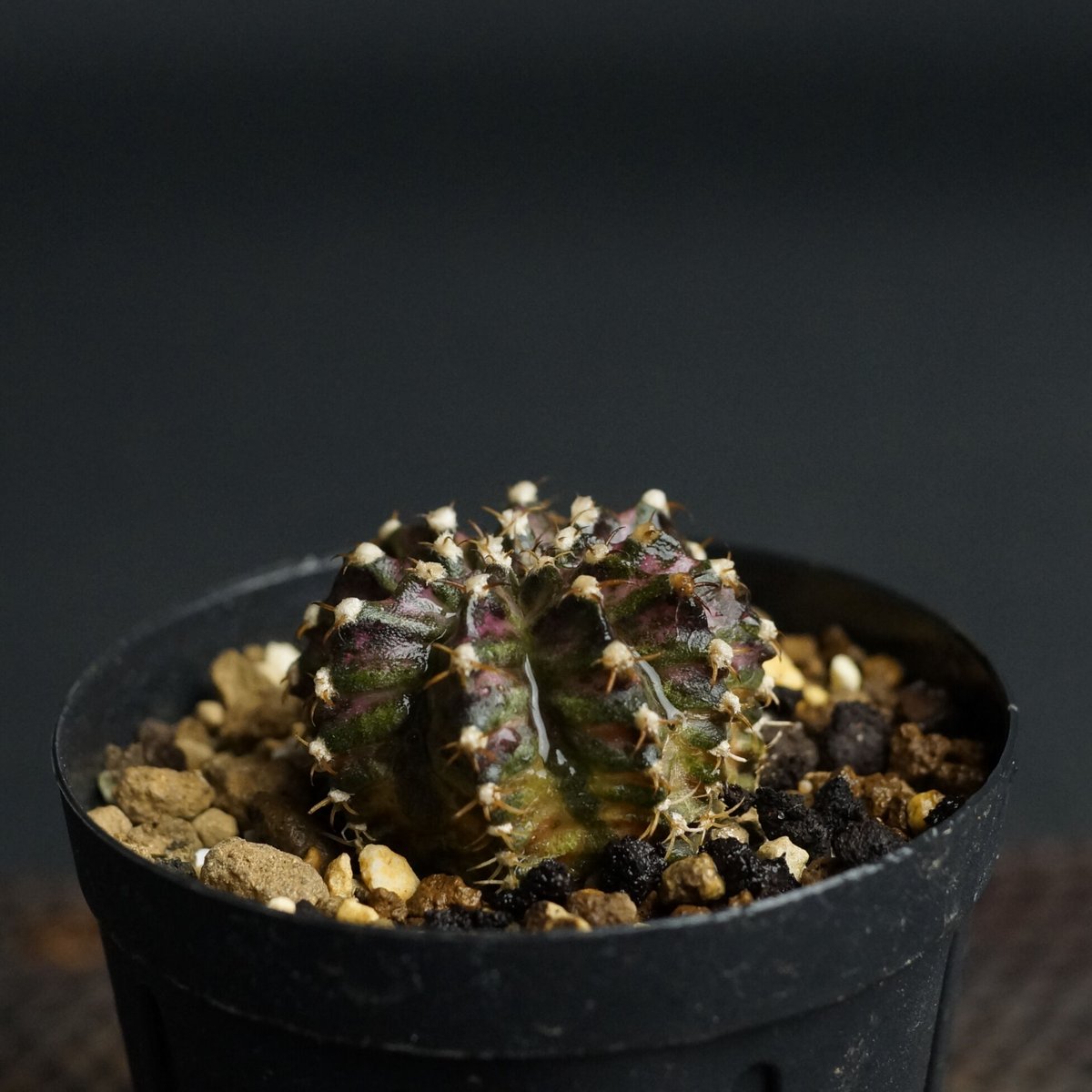 Gymnocalycium Gymnocalycium