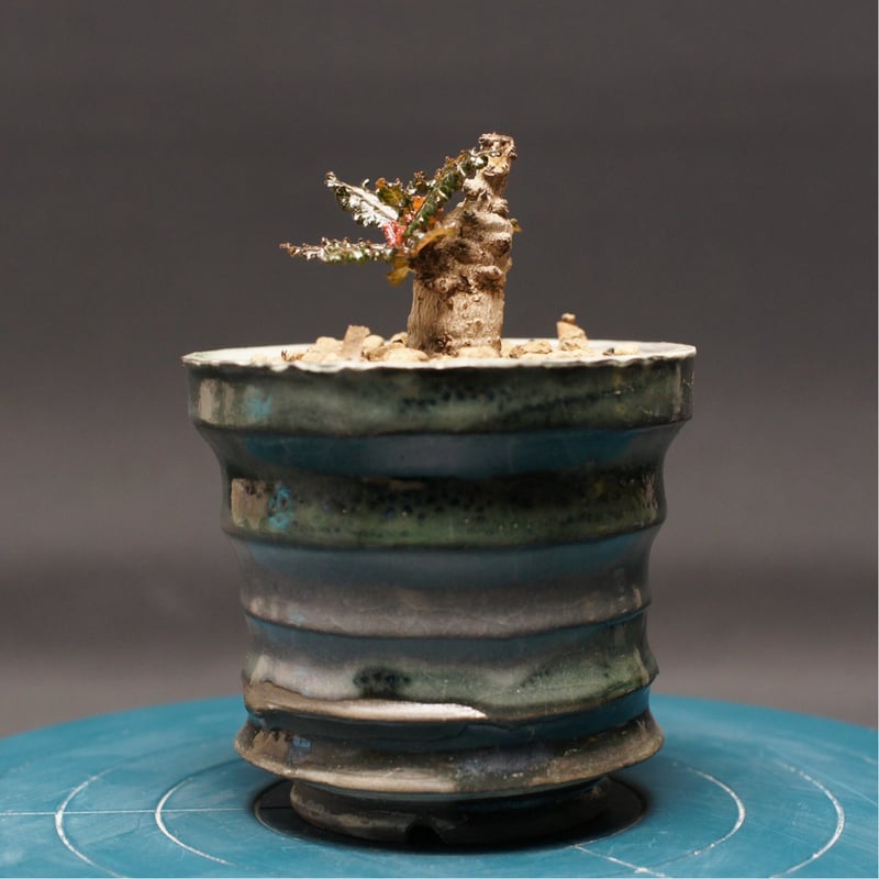 ボスウェリア ナナ 