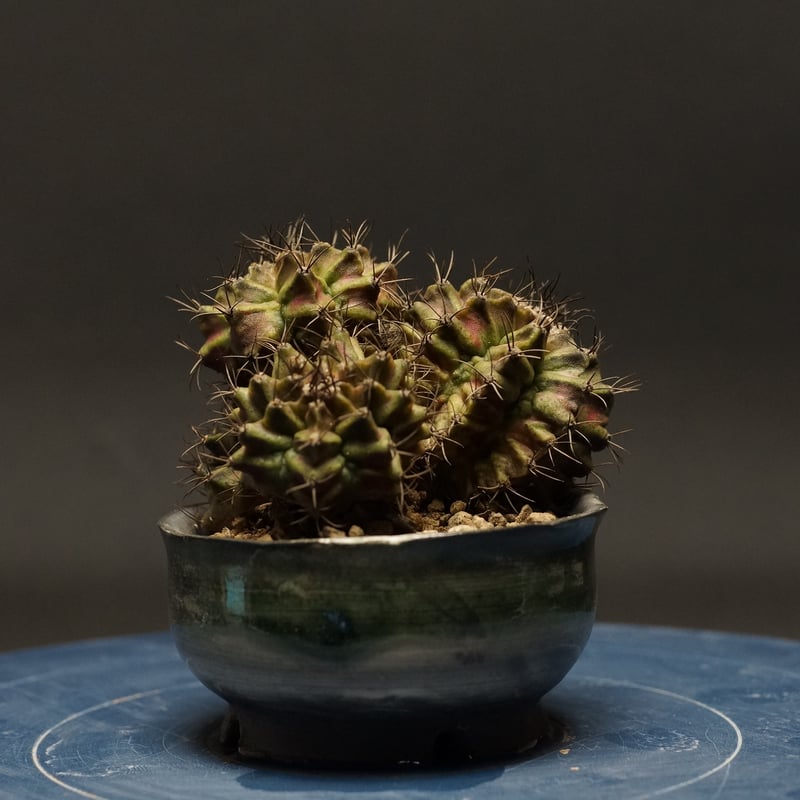 Gymnocalycium