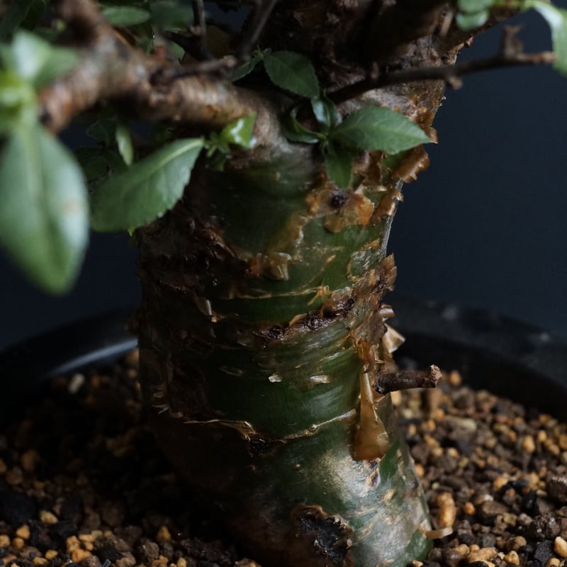 Commiphora incisa コミフォラ インシサ 灌木 コーデックス