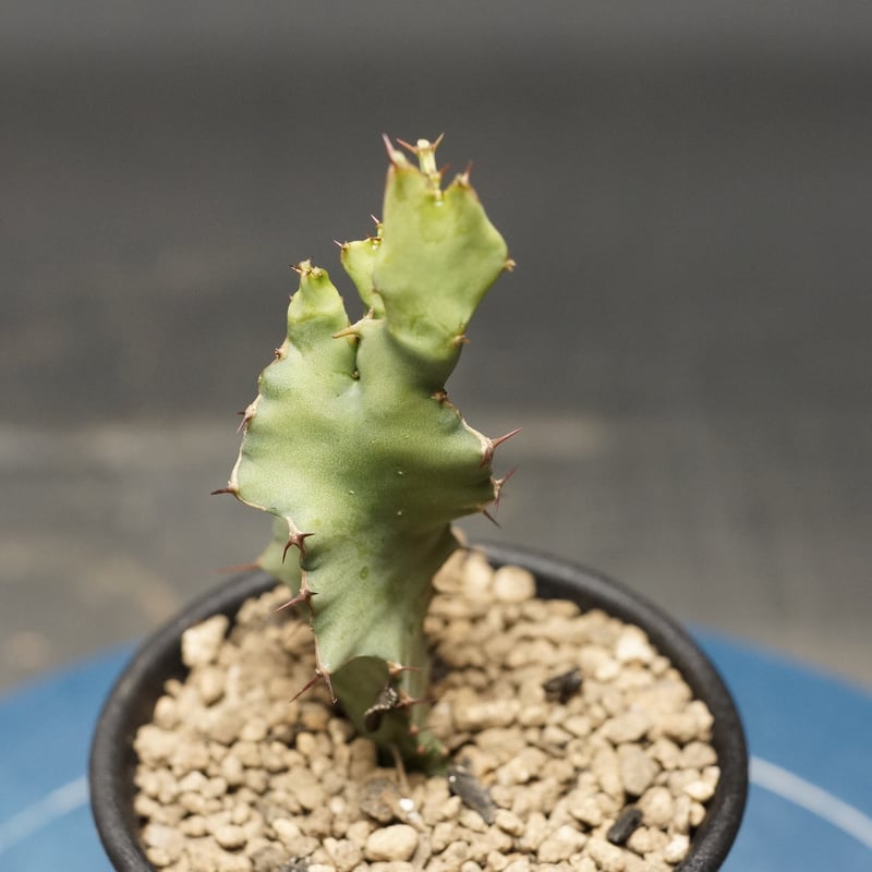 Euphorbia graniticola
