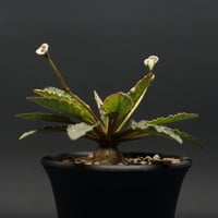 Euphorbia subapoda