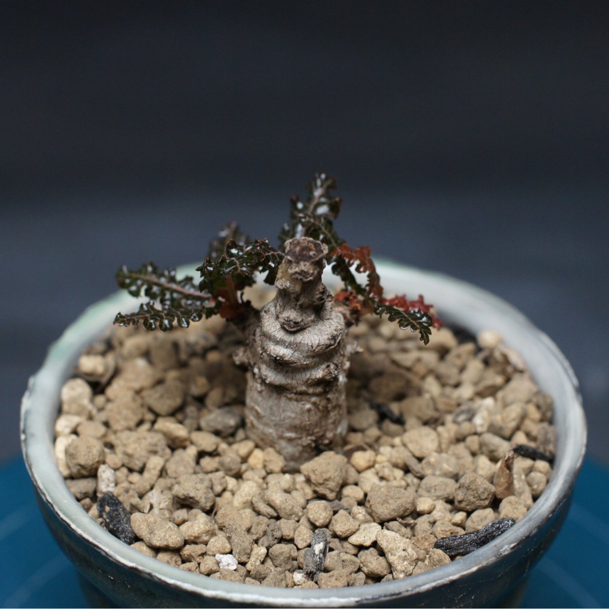 ボスウェリア ナナ 