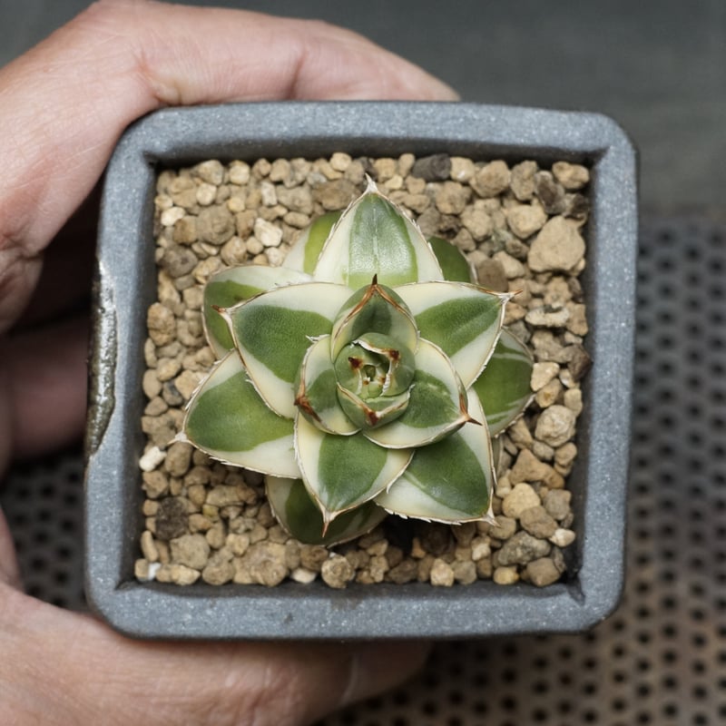 Agave filifera 'Pinky'