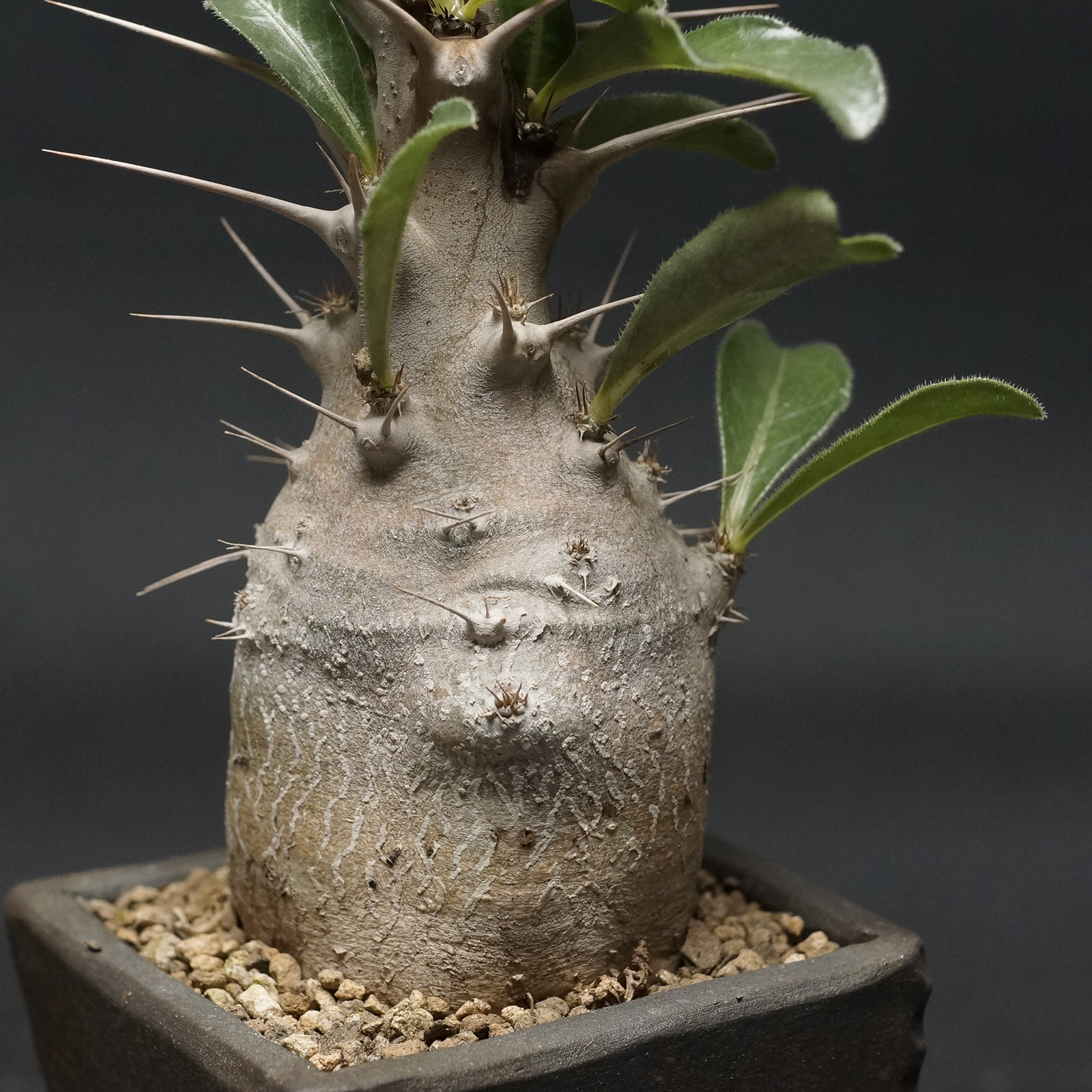Pachypodium saundersii