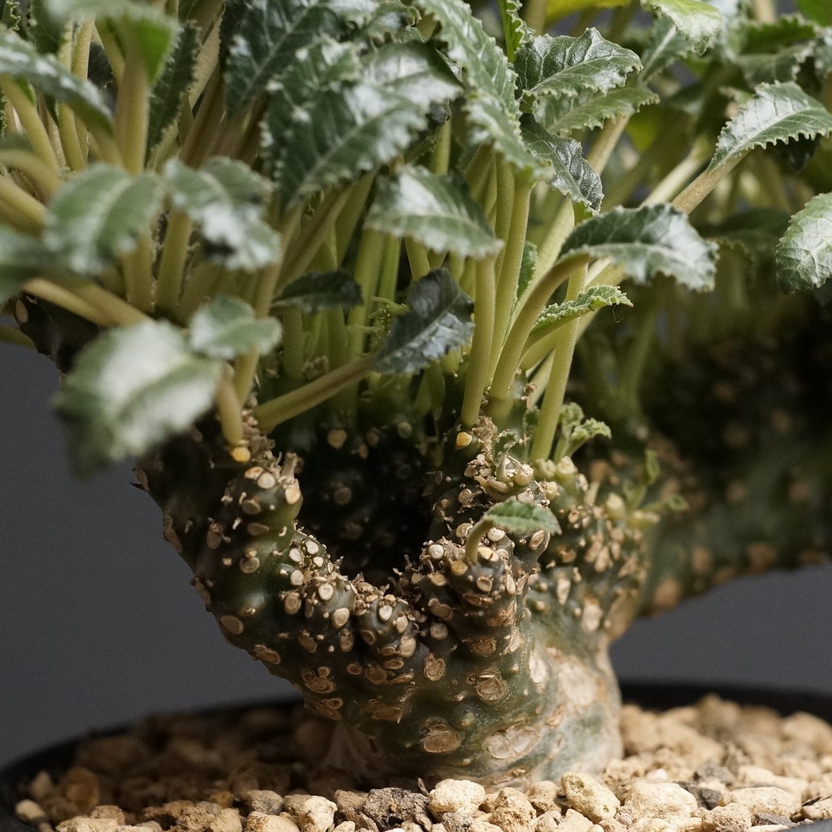 Dorstenia foetida 'Cristata' Dorstenia foetida 'Cristata'