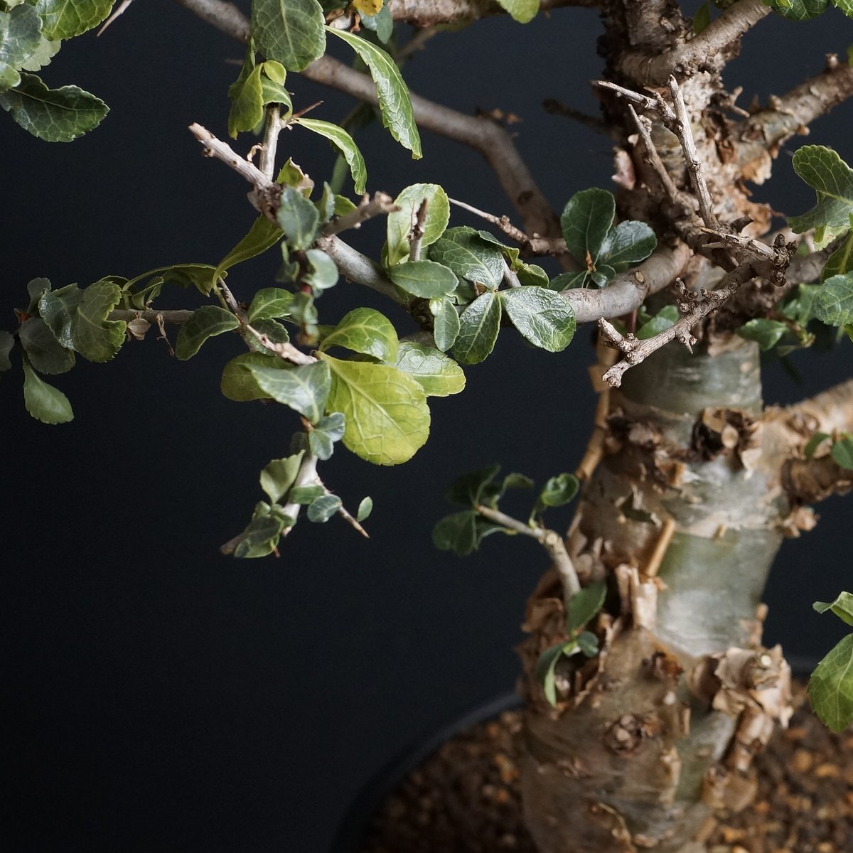 コミフォラ・ハベシニカ　発根済み現地株 Commiphora habessinica コミフォラ ハベシニカ 発根済現地株 #6